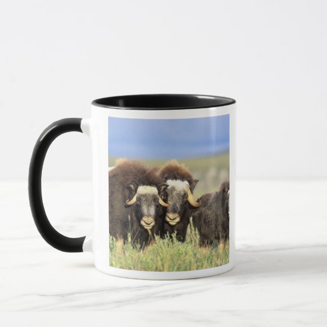 Taza Un grupo de muskoxenos navegan por arbustos de sau (Izquierda)