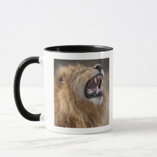 Taza Un león masculino maduro (Panthera leo) en el