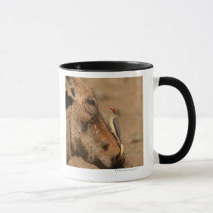 Taza Un Oxpecker en un hocico de los warthogs,