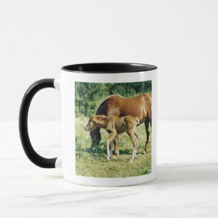 Taza Un potro y un caballo en un pasto