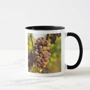 Taza Un racimo de uvas Semillon mohoso en Ch Raymond La