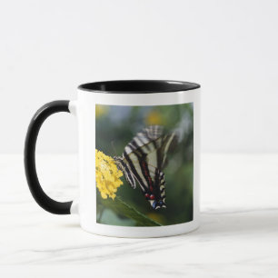 Taza Una mariposa, en la familia de Swallowtails o