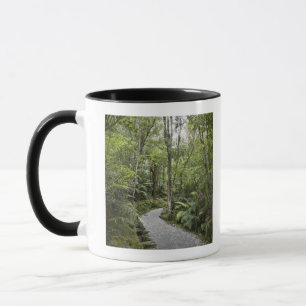 Taza Una trayectoria a través de una selva tropical en