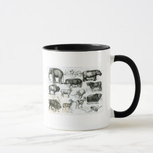 Taza Ungulata o animales ungulados