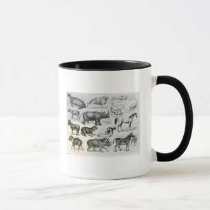 Taza Ungulata o animales ungulados
