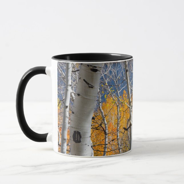 Taza Utah, EE. UU. Árboles de Aspen (Populus Tremuloide (Izquierda)