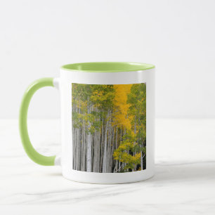 Taza Utah. EE. UU. Árboles de Aspen (Populus Tremuloide