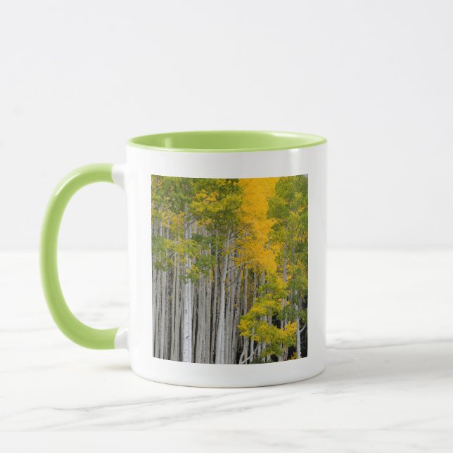 Taza Utah. EE. UU. Árboles de Aspen (Populus Tremuloide (Izquierda)
