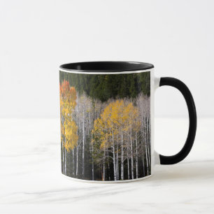 Taza Utah, EE. UU. Árboles de Aspen (Populus Tremuloide