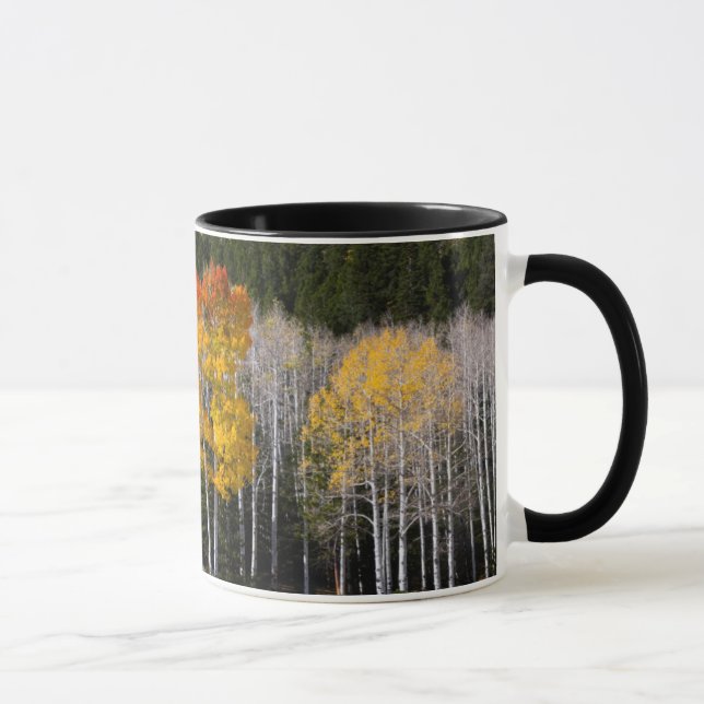 Taza Utah, EE. UU. Árboles de Aspen (Populus Tremuloide (Derecha)