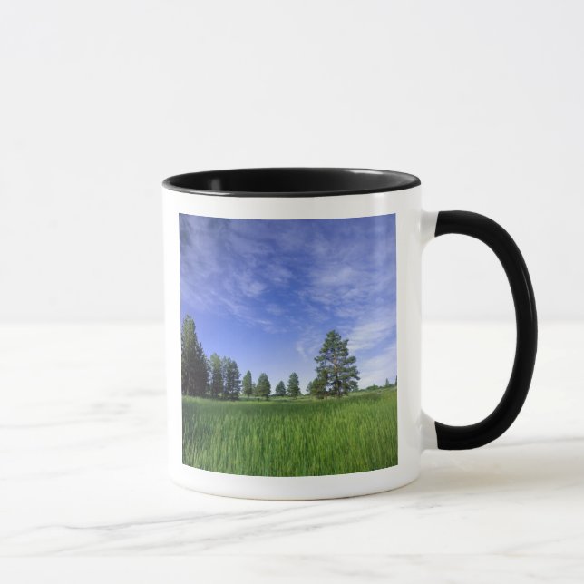 Taza UTAH. EE.UU. Pinos Ponderosa Pinuosa) y (Derecha)