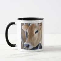 Vaca lechera del jersey con la cabeza en la