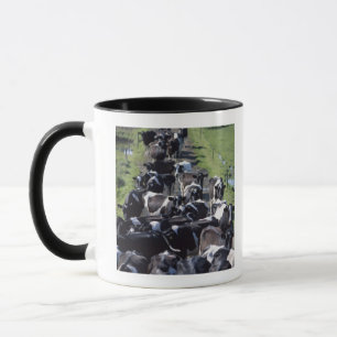 Taza Vacas lecheras de Fresian, aguardando el ordeño,