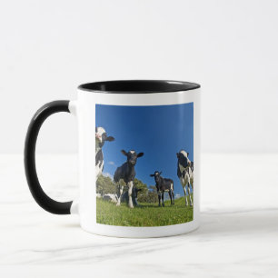 Taza Vacas que alimentan en pasto