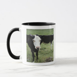 Taza Vacas que pastan en el prado, Nueva Escocia,