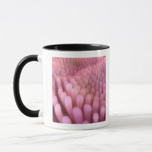 Taza Vellosidades intestinales 2