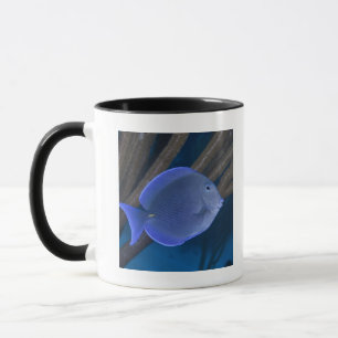 Taza Vida subacuática: Coeruleus del Acanthurus con el