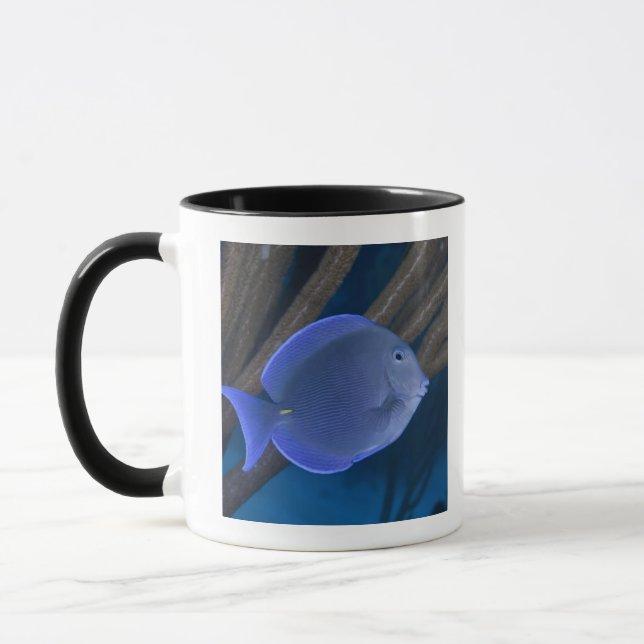 Taza Vida subacuática: Coeruleus del Acanthurus con el (Izquierda)