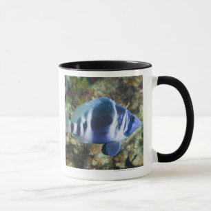 Taza Vida subacuática, PESCADO: Añil Hamlet