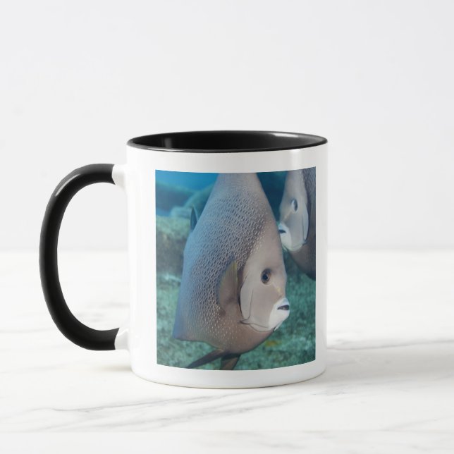 Taza Vida subacuática, PESCADO:  un par de Angelfish (Izquierda)