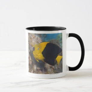 Taza Vida subacuática, PESCADO: Una belleza de roca