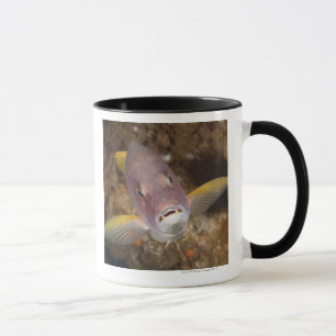 Taza Vida subacuática; PESCADOS:  Ciérrese encima del