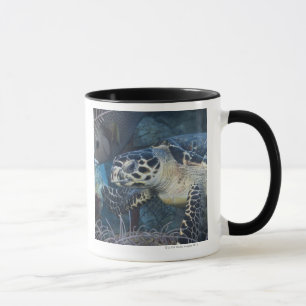 Taza Vida subacuática: Una tortuga de mar de Hawksbill