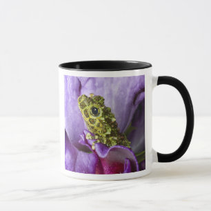 Taza Vietnam del sudeste. Primer plano de rana arbórea 