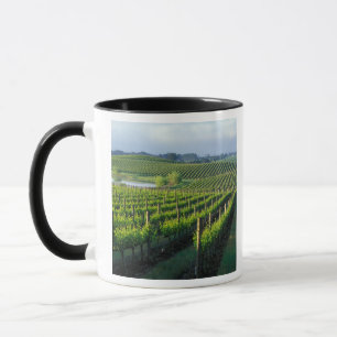 Taza Viñas en hileras ordenadas en Napa, California