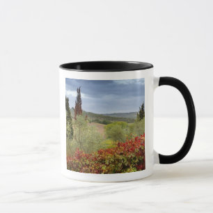 Taza Viñedo cerca de Montalcino, Toscana, Italia