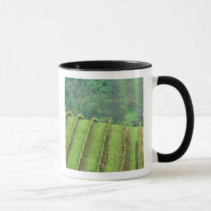 Taza Viñedos de uva cerca de Newberg Oregon