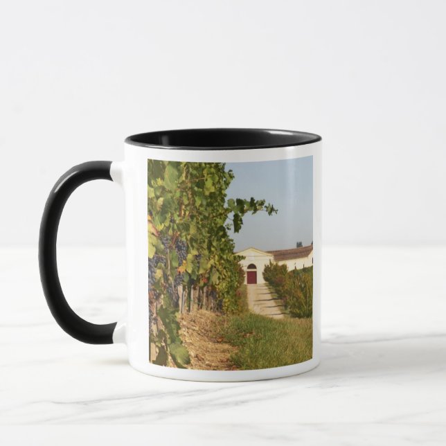 Taza Viñedos, vides de petit verdot y la bodega en (Izquierda)