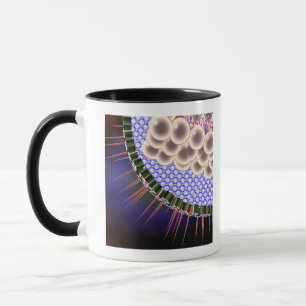 Taza Virus de herpes