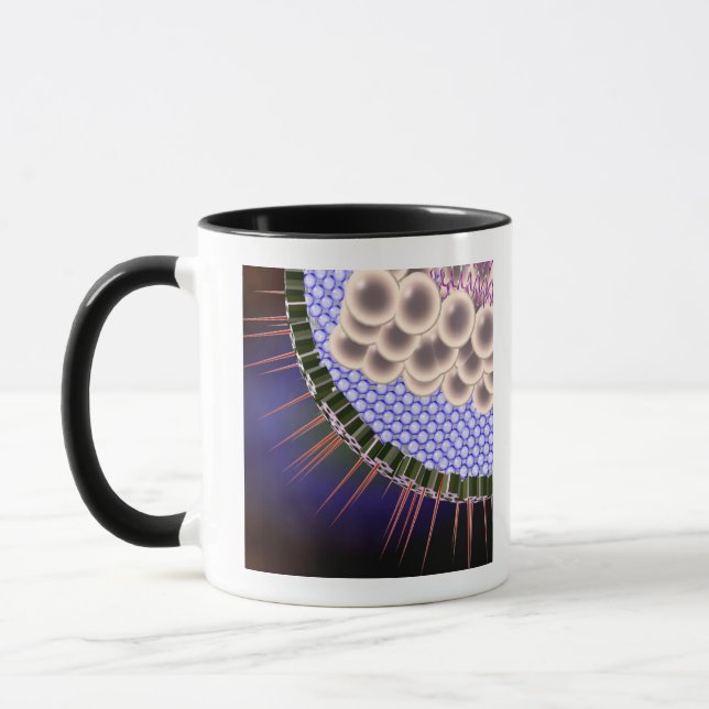 Taza Virus de herpes (Izquierda)