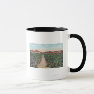 Taza Vista aérea de los viñedos y de las bodegas