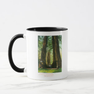 Taza Vista de los gemelos Redwood en Big Tree Grove