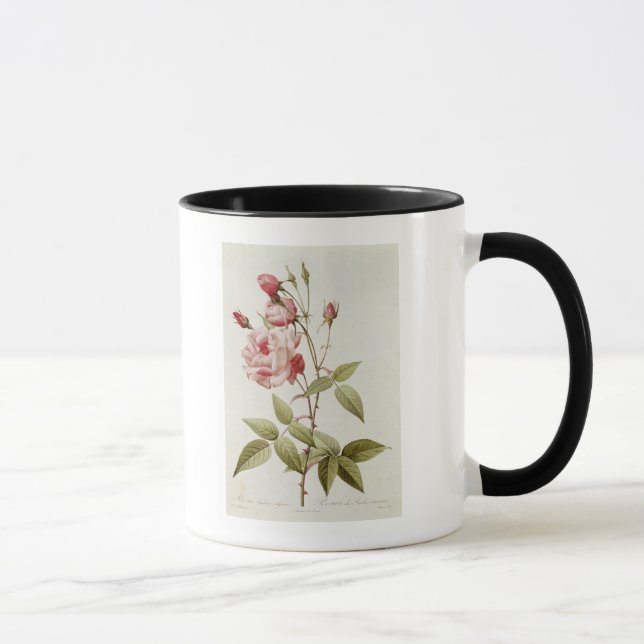 Taza Vulgaris Indica de Rosa, de los 'rosas de Les (Derecha)