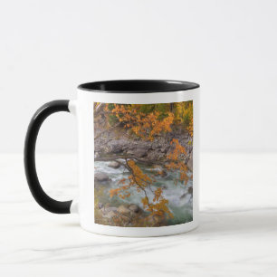 Taza WA, Bosque Nacional Wenatchee, Arce y
