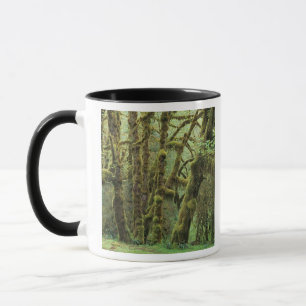 Taza WA, Parque Nacional Olímpico, Bosque Lluvioso Hoh,