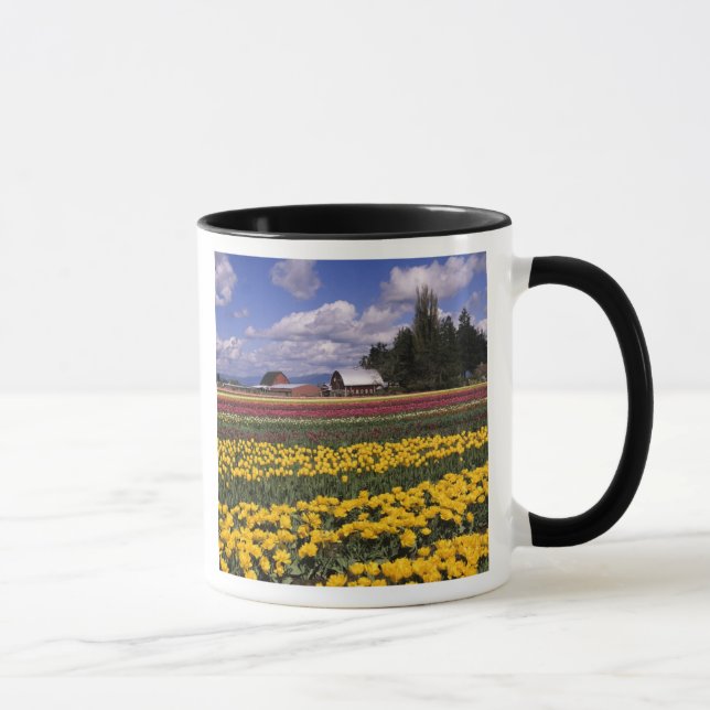 Taza WA, Skagit Valley, Skagit Valley Tulip (Derecha)
