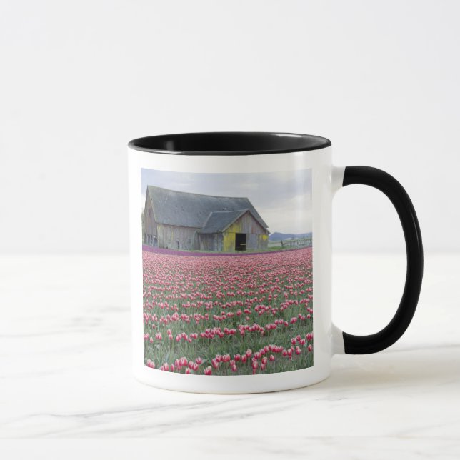 Taza WA, Skagit Valley, Tulip Field y Barn (Derecha)
