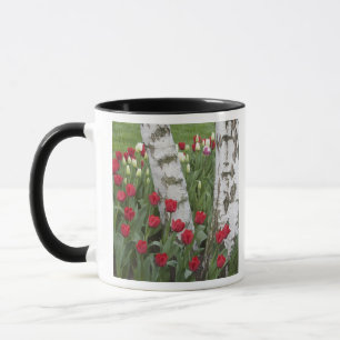 Taza WA, Valle de Skagit, Jardín de Tulipanes Roozengaa