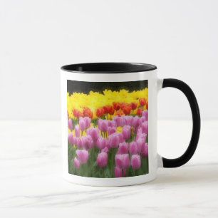 Taza WA, Valle de Skagit, Jardín de Tulipanes Roozengaa