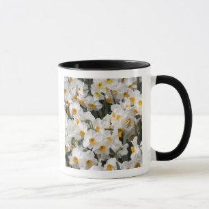 Taza WA, Valle de Skagit, patrón de narcisos