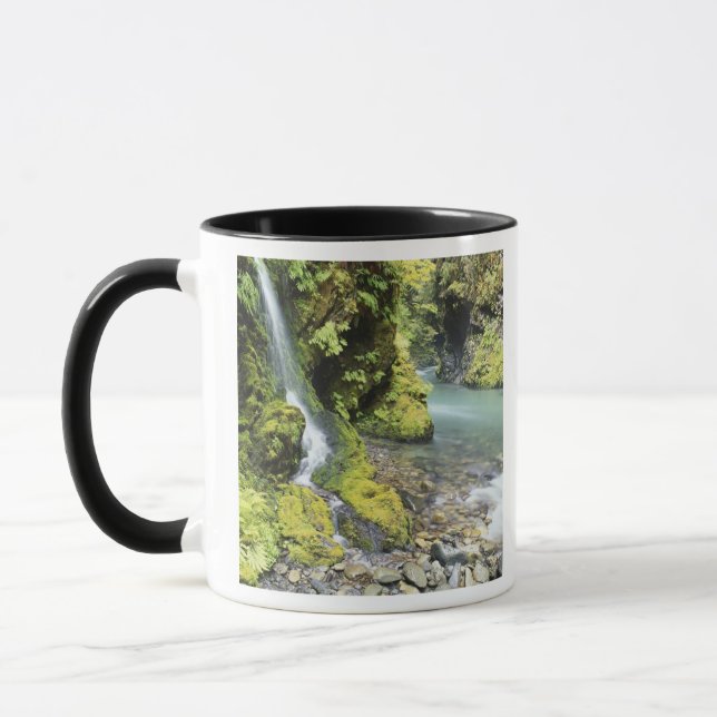 Taza Washington, Parque Nacional Olímpico, Temporada (Izquierda)