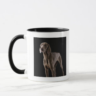 Taza Weimaraner, tiro del estudio