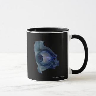 Taza wireframe 3d de los músculos de ojo en un zócalo