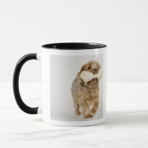 Taza Yorkshire Terrier en caminar blanco del fondo