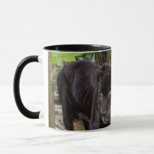 Taza Zoológico de la ciudad de Belice. Pantera negra