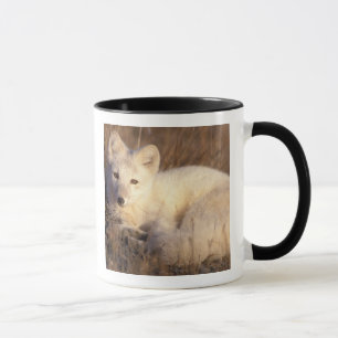 Taza zorro ártico, Alopex lagopus